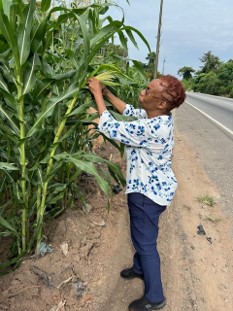 McCutcheon Corn Field 2024
